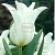 Lily Flowering Ballade White®