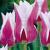 Lily Flowering Claudia