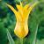 Lily Flowering Flashback
