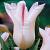 Lily Flowering Holland Chic®
