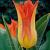 Lily Flowering Lilyfire