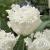 Fringed Snow Crystal