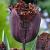 Fringed Black Jewel®