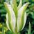 Viridiflora White Spring Green