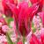 Viridiflora Doll's Minuet