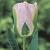 Viridiflora Greenland