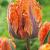 Parrot Orange Rococo