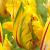 Parrot La Courtine Parrot