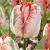 Parrot Apricot Parrot