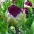 Double Late Purple Peony