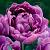 Double Late Lilac Perfection