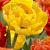 Double Late Yellow Pomponette