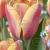 Triumph Apricot Foxx