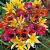 Specie Botanical Mix
