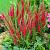 Spicata Rotfuchs