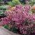 Florida Foliis Purpureis