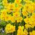 Split-Cupped Collar Yellow Parrot