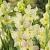 Small Flowering Alicia