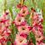 Large flowering Apricot Bubble Gum