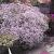Paniculata Pink