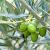 Europaea olive