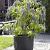Davidii Wisteria Lane