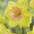 Large flowering Color Run