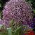 Large flowering Cristophii