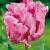 Parrot Webers Parrot Pink