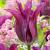 Lily Flowering Purple Doll