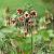 siculum subsp.  bulgaricum