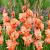 Large flowering Coral Crush