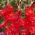 Large flowering Tango Passion