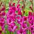 Large flowering Fuchsia Temptation