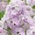 Paniculata  Cool Water