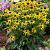 fulgida  Little Goldstar