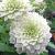 Clematis Manju