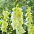 Large flowering Happy Touch