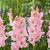 Large flowering Pink Lightning