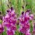 Large flowering Purple Art