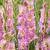 Large flowering Happy Disco