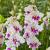 Large flowering Violet Heart