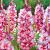 Large flowering Teds Trump