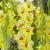 Large flowering Maxial
