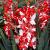 Large flowering Zizanie