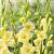 Large flowering Bananarama