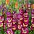 Large flowering Seashore