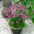 Maritima  Abbey Deep Rose