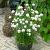 Maritima  Abbey White