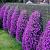 Cascade Purple